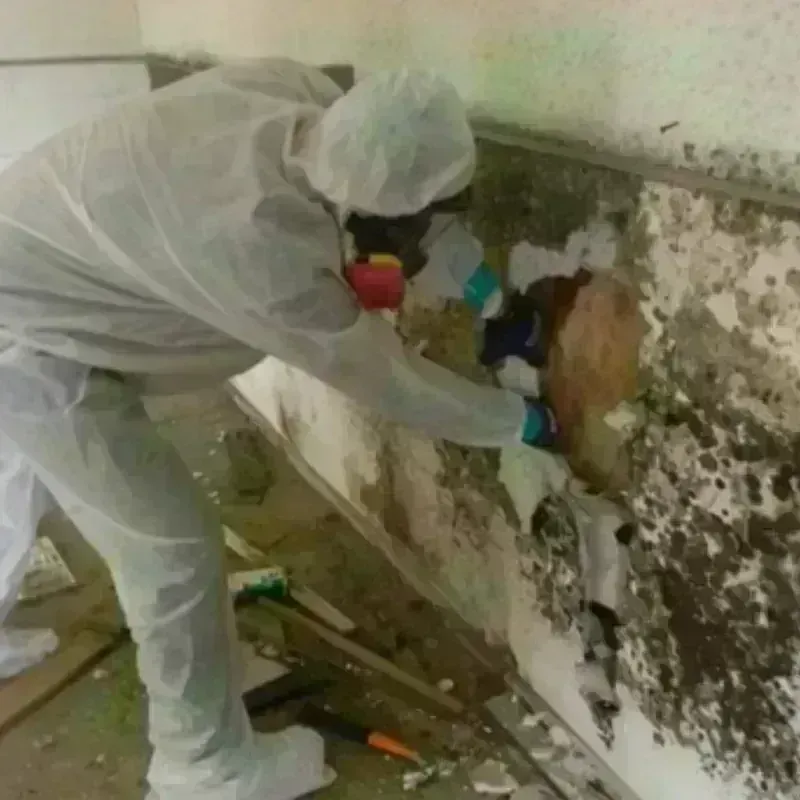 Mold Remediation and Removal in Canterbury, NH